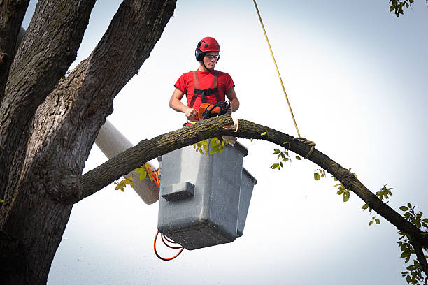 Best Root Management and Removal  in Hettinger, ND