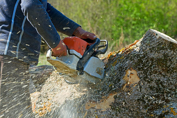 Best Emergency Tree Removal  in Hettinger, ND